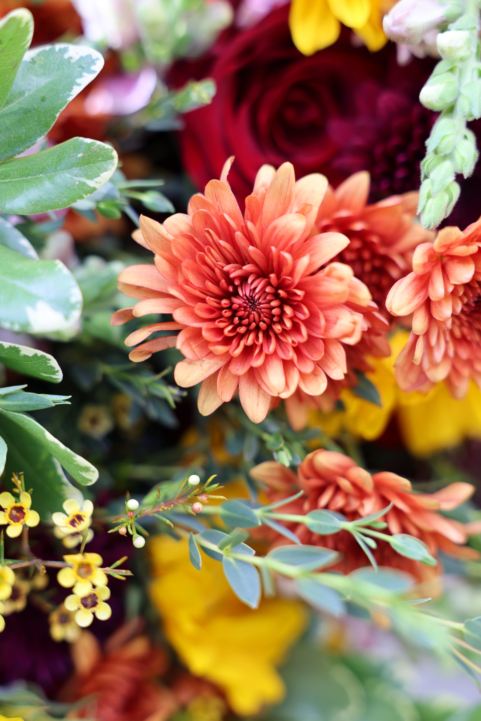 Close-up of a copper chrysanthemum among yellow waxflower and variegated leaves