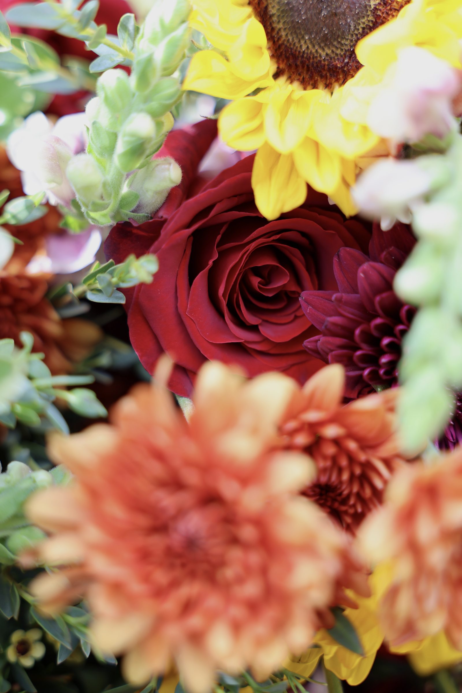 A deep red rose framed by soft-focus orange chrysanthemums and a sunflower