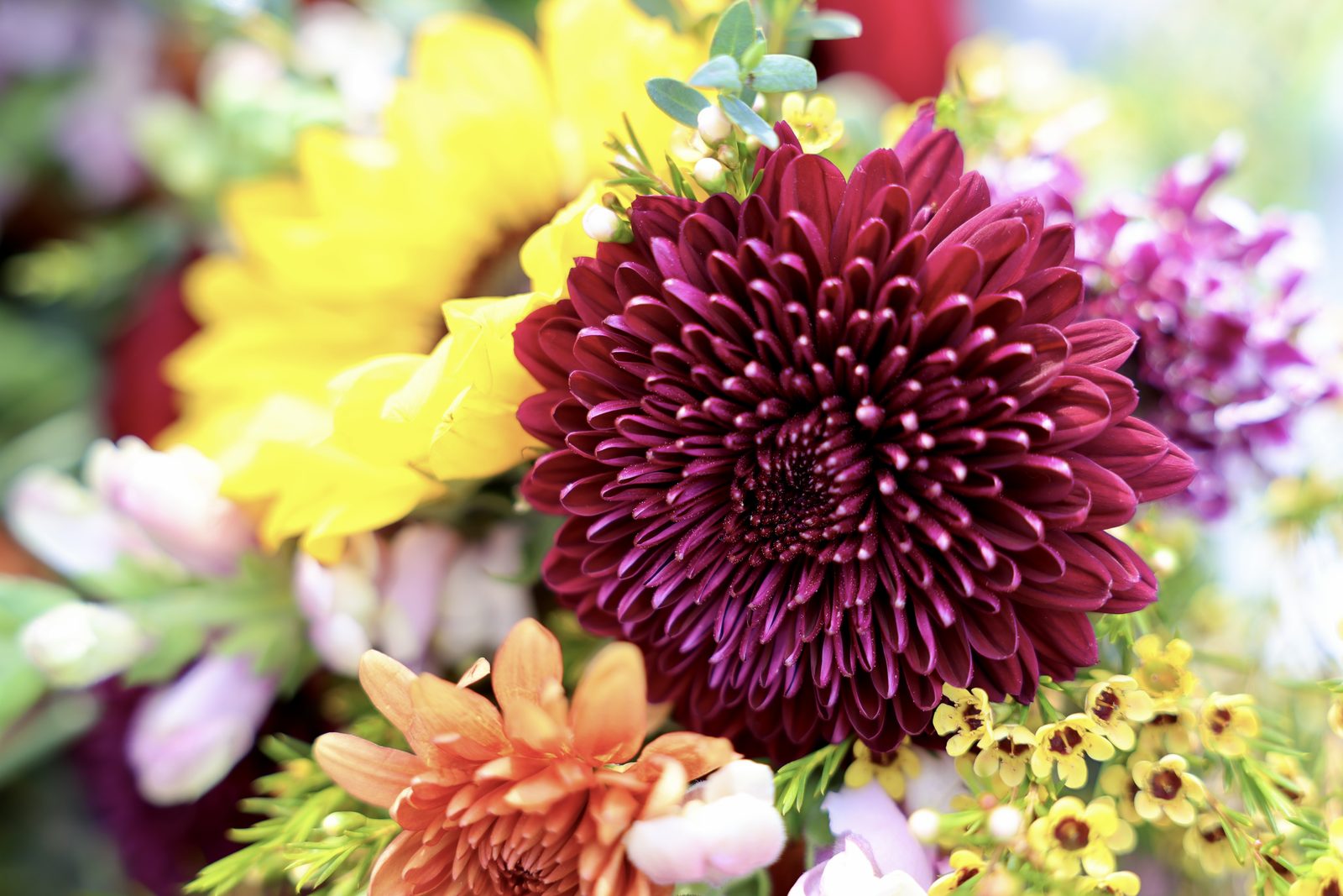 Close-up of a burgundy chrysanthemum beside a sunflower and yellow waxflower