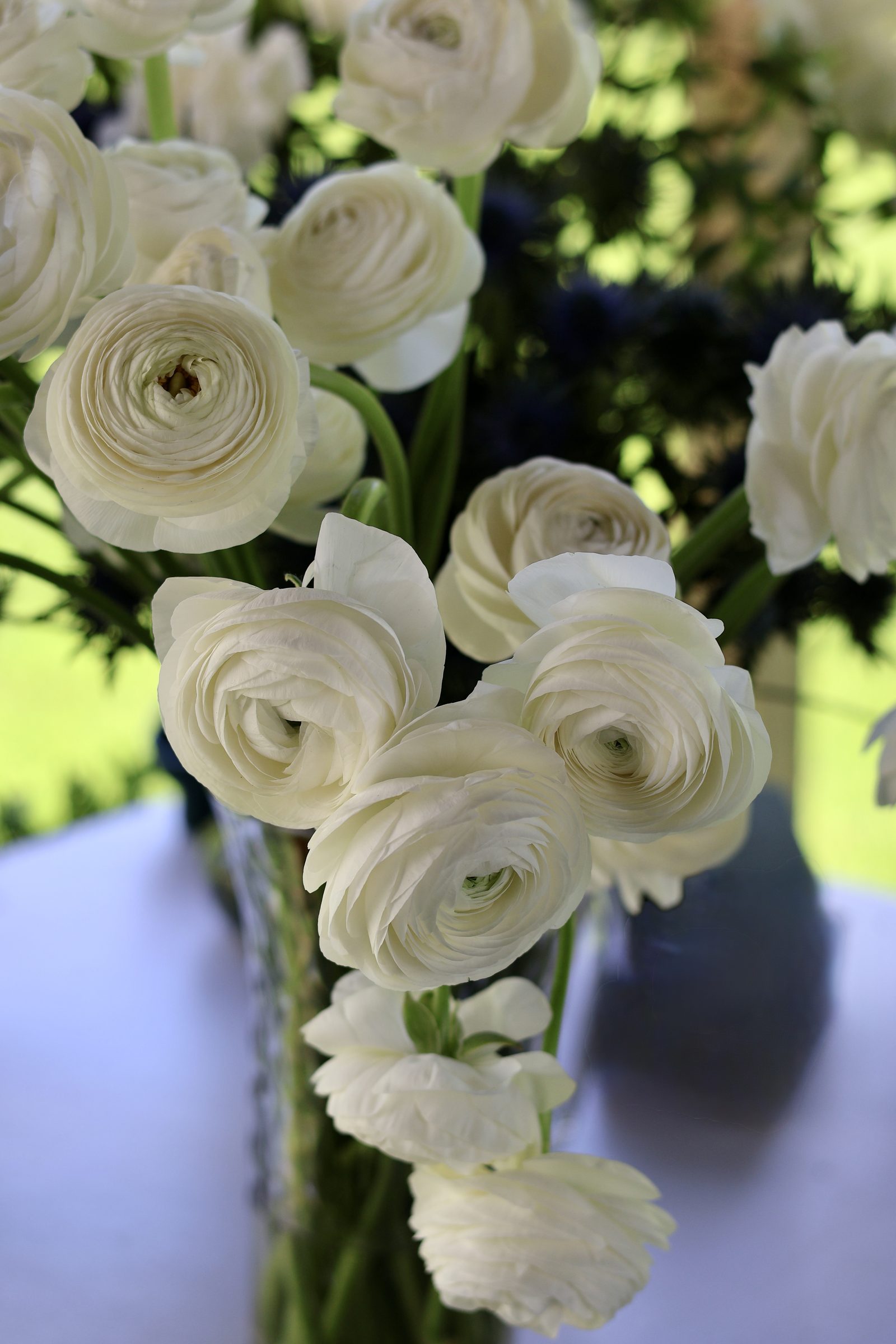 White ranunculus in a glass vase with green leaves blurred behind